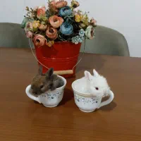 خرگوش مینی لوپ