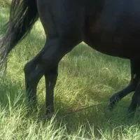 اسب عرب نر|اسب و تجهیزات اسبسواری|برازجان, |دیوار