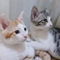 واگذاری حیوان
