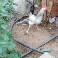 خروس محلی مرغگیر مرگی باحال|حیوانات مزرعه|درگهان, |دیوار