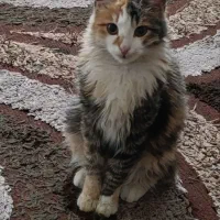 بچه گربه ماده خانگی  سرحال و باهوش و آروم