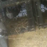 کبوتر معاوضه