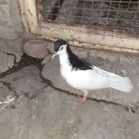 جوجه رنگی خال (سیاه) نر  گنبدم