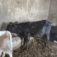 دو عدد گوساله نر دانه ای 50ملیون