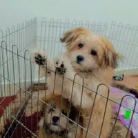 سگ نروماده باهوش