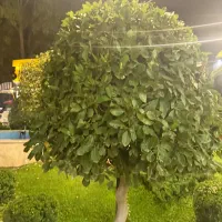 جذب نیرو در باغ اقاقیا