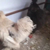 خروس ابریشمی