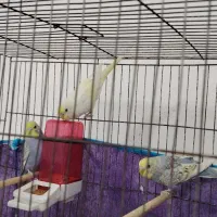 مرغ عشق جوان|پرنده|شادگان, |دیوار