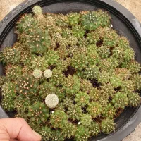 خزانه کاکتوس ژمینو|گل و گیاه طبیعی|تهران, ائمه اطهار|دیوار