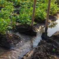 خدمات باغبانی با قیمت مناسب