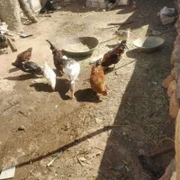 مرغ محلی و خروس اردک غاز|حیوانات مزرعه|شوط, |دیوار