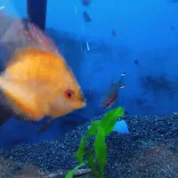 فروش 3 عدد دیسکس جوان و یک عدد رد لاین بزرگ سالم