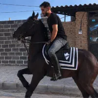 اسب درجه یک و خاص