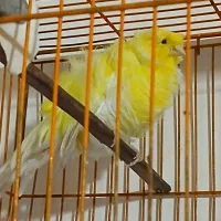 قناری نر فر آجی|پرنده|سمنان, |دیوار