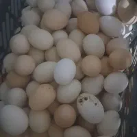 فروش تخم مرغ|خوردنی و آشامیدنی|اندیمشک, |دیوار