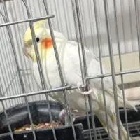 عروس هلندی جفت طلا|پرنده|چهاردانگه (تهران), |دیوار