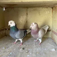 کفتر شازده سبز|پرنده|اسلام‌شهر, زرافشان|دیوار
