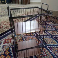 جاسیب زمینی پیازی