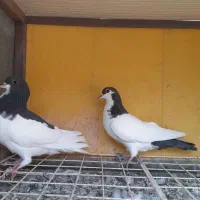 دو جفت کبوتر شهری ابپخش|پرنده|بوشهر, |دیوار