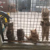 ۳بچه گربه جهت واگذاری ومعاوضه|گربه|همدان, |دیوار