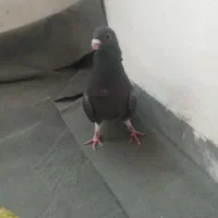 خرقه زره