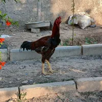 خروس لاری ۵ماهه