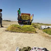 کنجد امسال ترتمیز