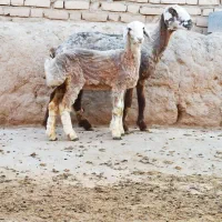 میش بره دار ، میش و بره برای قربانی قوچان