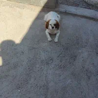 فروش یک جفت پا کوتاه