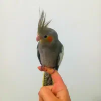 طوطی آموزش دیده بسیار رام و دستی بزرگ شده در خانه|پرنده|آمل, |دیوار