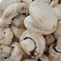 قارچ تازه دست چین الان