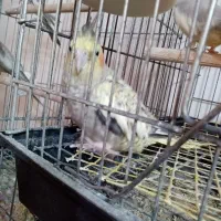 عروس هلندی ماده (محل بازدید شهر جویبار )