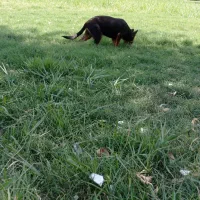 تول سگ ژرمن ۴ ماه|حیوانات|اهواز, کوی پیروزی|دیوار