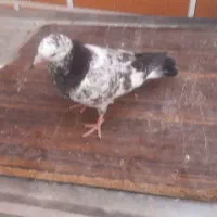 کفتر کبوتر باخت رفته
