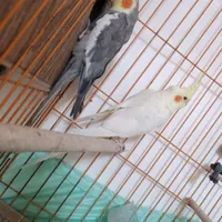 معاوضه با اکواریوم