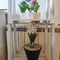 اسنتد چوبی همراه گلدن|گل مصنوعی|بندر انزلی, جزیره|دیوار