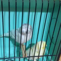 قناری گلاستر|پرنده|ری, هاشمآباد|دیوار