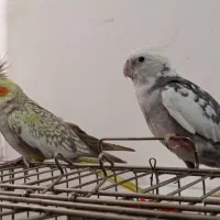 عروس هلندی.( قیدار )