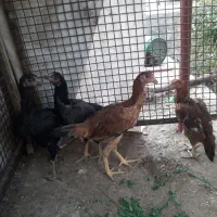 جوجه لاری