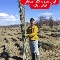 فروش تخصصی انواع نهال