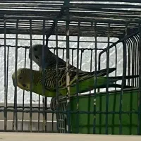 مرغ عشق سرحال