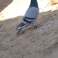 کبوتر نر