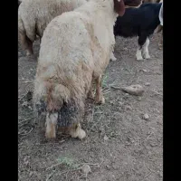 گوسفند|حیوانات مزرعه|سرپل ذهاب, |دیوار