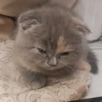 اسکاتیش ۷۵ روزه با وسایل