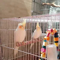 عروس هلندی