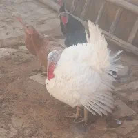 بقلمون|حیوانات مزرعه|تاکستان, |دیوار