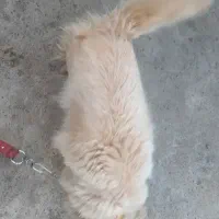 سگ پاکوتاه|سگ|مشهد, الهیه|دیوار