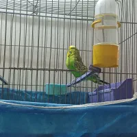 مرغ عشق انگلیسی