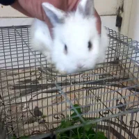 خرگوش|موش و خرگوش|شبانکاره, |دیوار