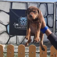 روتوایلر و دوبرمن گریدA با خط خون بالا|سگ|تهران, بریانک|دیوار